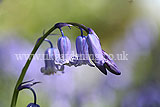 Hyacinthoides non-scripta syn. Scilla non-scripta (English bluebell)