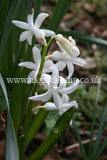 Hyacinthus orientalis (Hyacinth, Dutch Hyacinth)