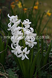 Hyacinthus orientalis (Hyacinth, Dutch Hyacinth)