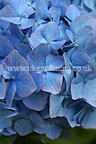 Hydrangea