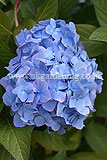 Hydrangea
