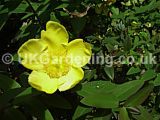 Hypericum 'Hidcote' (St. John's Wort, Aaron's beard, Rose of Sharon)