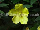 Hypericum 'Hidcote' (St. John's Wort, Aaron's beard, Rose of Sharon)