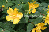 Hypericum 'Hidcote' (St. John's Wort, Aaron's beard, Rose of Sharon)