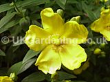 Hypericum 'Hidcote' (St. John's Wort, Aaron's beard, Rose of Sharon)