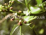 Ilex aquifolium (Holly)