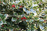 Ilex aquifolium 'Argentea Marginata' AGM (silver-margined holly, variegated holly)