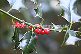 Ilex aquifolium (Holly)