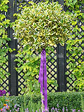 Variegated standard holly, part of the Anne of Cleves garden, designed by Fiona Bailey which was awarded a Bronze. It was part of the Six Wives of Henry VIII show gardens at the 2009 Hampton Court Palace Flower Show.