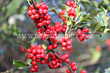 Ilex aquifolium (Holly)