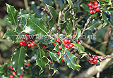 Ilex aquifolium (Holly)