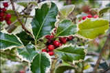 Ilex aquifolium 'Argentea Marginata' AGM (silver-margined holly, variegated holly)