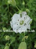 Silene uniflora 'Robin Whitebreast' (Sea Campion 'Robin Whitebreast')