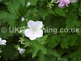 Geranium