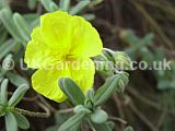 Helianthemum nummularium 'Wisley primrose' (cistus, rock rose)