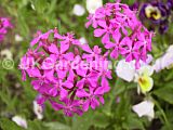 Lunaria annua (honesty, silver dollar plant)