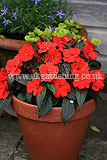 New Guinea impatiens