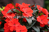 New Guinea impatiens