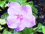 Impatiens walleriana (Busy Lizzie)