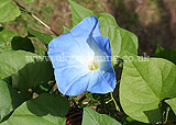 Ipomoea