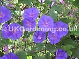 Ipomoea hederacea (Morning glory)