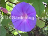 Ipomoea hederacea (Morning glory)