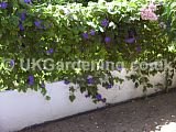 Ipomoea hederacea (Morning glory)