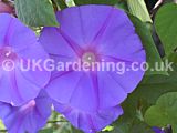 Ipomoea hederacea (Morning glory)