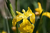 Iris pseudacorus (Yellow flag iris)