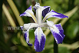 Iris laevigata 'Colchester' (Japanese iris, iris)