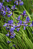 Iris sibirica