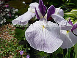 Iris ensata (Japanese clematis flowered iris, Japanese iris)