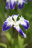 Iris laevigata 'Colchester' (Japanese iris, iris)