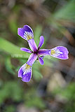 Iris graminea (Iris)