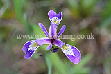 Iris graminea (Iris)
