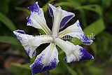 Iris laevigata 'Colchester' (Japanese iris, iris)