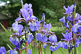 Iris sibirica