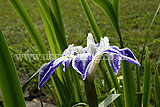 Iris laevigata 'Colchester' (Japanese iris, iris)