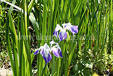 Iris laevigata 'Colchester' (Japanese iris, iris)