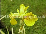 Iris pseudacorus (Yellow flag iris)