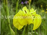 Iris pseudacorus (Yellow flag iris)