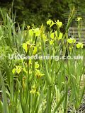 Iris pseudacorus (Yellow flag iris)