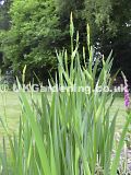 Iris pseudacorus (Yellow flag iris)