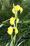 Iris pseudacorus (Yellow flag iris)