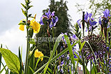 Iris pseudacorus (Yellow flag iris)