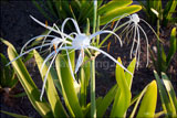 Ismene x fetalis (Peruvian daffodil, spider lily)