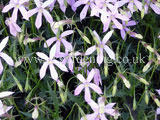 Isotoma 'Avantgarde Blue'