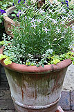 Isotoma 'Avantgarde Blue'