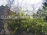 Kerria japonica var. Japonica with Chenomeles speciosa growing through