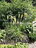 Kniphofia (Red hot poker, torch lily)